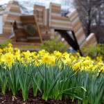 Downtown Daffodil Celebration